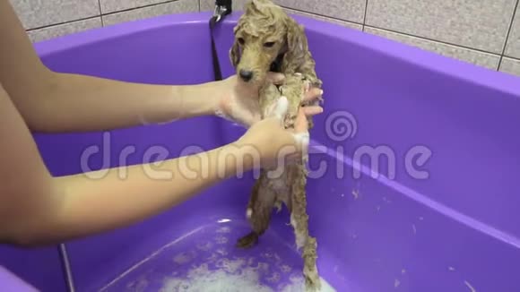 在浴室洗头的小狗每秒60帧视频的预览图