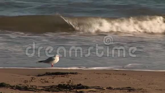 海滩和海岸线像鸟儿在海浪中站立视频的预览图