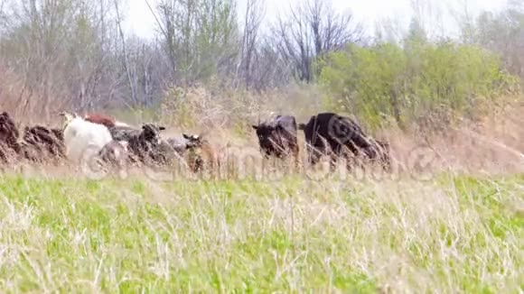 一群山羊和绵羊在草地上视频的预览图