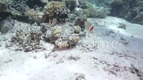 塞舌尔红海蝶鱼视频的预览图