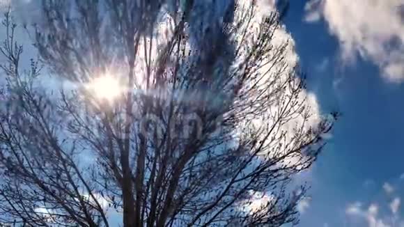 带着窥视阳光的树枝视频的预览图