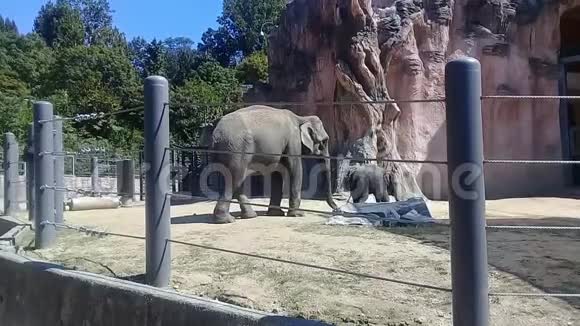 一群大象孩子在动物园里围着妈妈玩视频的预览图