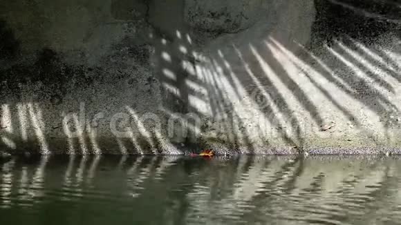 中国扇棕榈树叶片在渠壁和水面上的抽象阴影视频的预览图