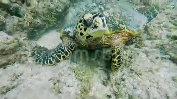 令人难以置信的美丽异国情调的海龟在海底在巴厘岛热带岛屿附近潜水海洋动物视频的预览图
