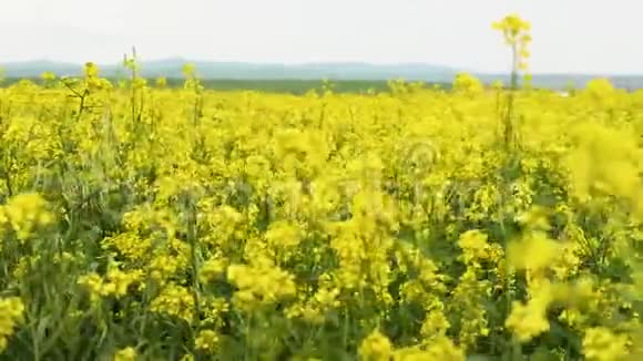 盛开的菜籽油田在夏天的田野上亮的黄色菜籽油开花的油菜籽视频的预览图
