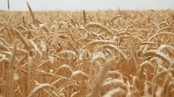 夏天在地里干黄小麦准备割草视频的预览图