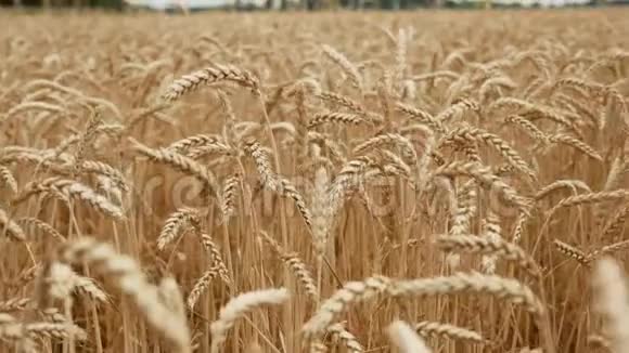 夏天在地里干黄小麦准备割草视频的预览图