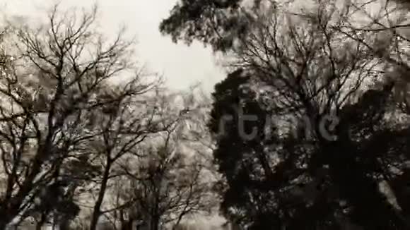 森林黑暗天气中的树木视频的预览图