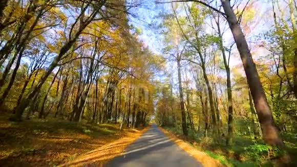 镜头前移动秋天的公园里有五颜六色的美丽树木秋天的黄叶在阳光明媚的日子里视频的预览图