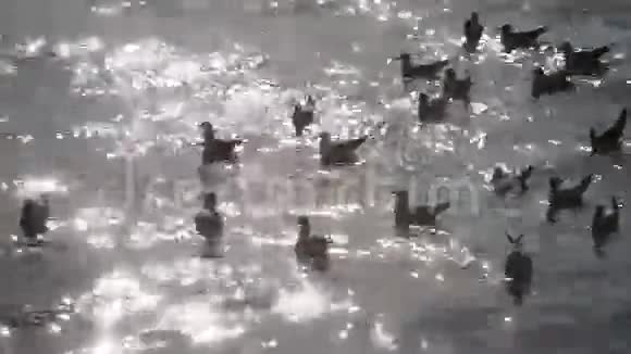 海港边的水上海鸥视频的预览图