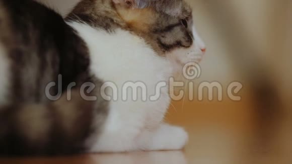 坐在地板上的猫转向摄像机的侧面看着镜头视频的预览图