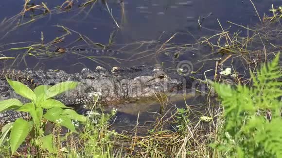 婴儿鳄鱼在他们母亲的头上视频的预览图
