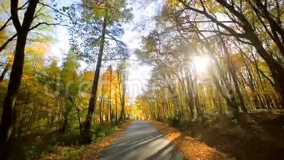 镜头移动回来了秋天的公园里有五颜六色的美丽树木秋天的黄叶在阳光明媚的日子里视频的预览图