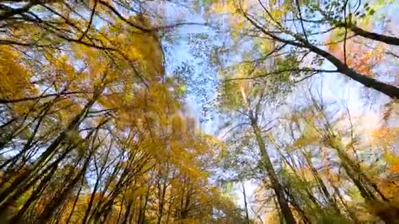 把镜头打开秋天的公园里有五颜六色的美丽树木秋天的黄叶在阳光明媚的日子里视频的预览图
