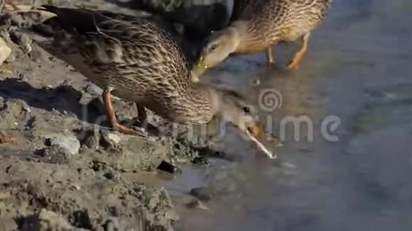 夏天两只棕色的鸭子在湖岸寻找食物视频的预览图