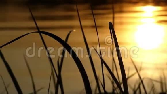 夏天在乌克兰的一个美丽的湖上日落甘蔗被看到了视频的预览图