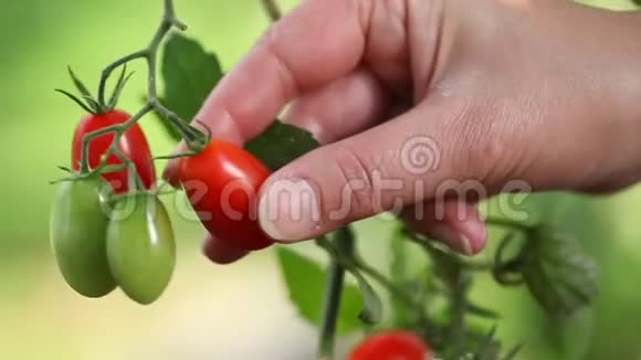 从植物到蔬菜园手工采摘西红柿关闭视频的预览图