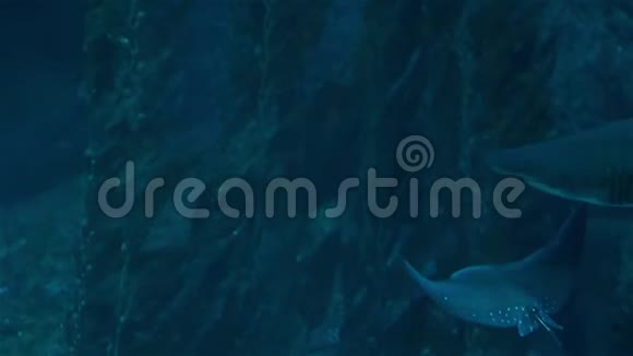 鲨鱼在一个大型水族馆里游泳食肉动物和小鱼视频的预览图
