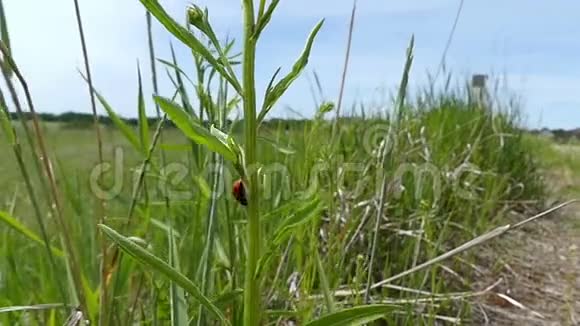 一只黑斑的红甲虫爬在绿色植物上视频的预览图