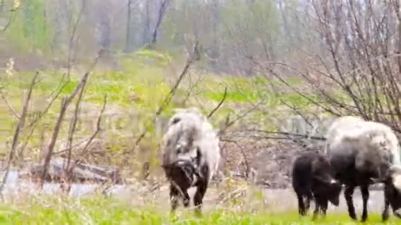 一群山羊和绵羊在草地上视频的预览图
