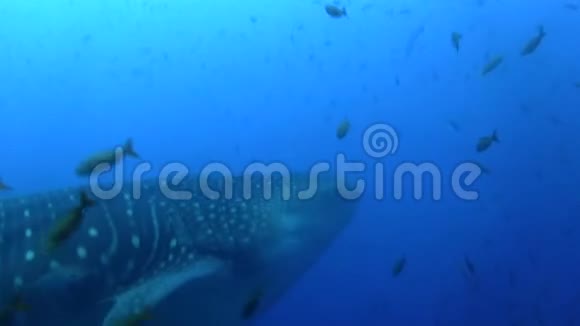 戴文岛下的鲸鲨加拉帕戈斯群岛视频的预览图