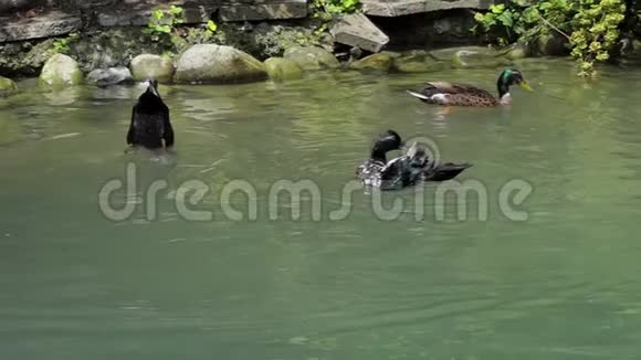 夏天三只五颜六色的鸭子在斯洛文尼亚的湖里游泳视频的预览图