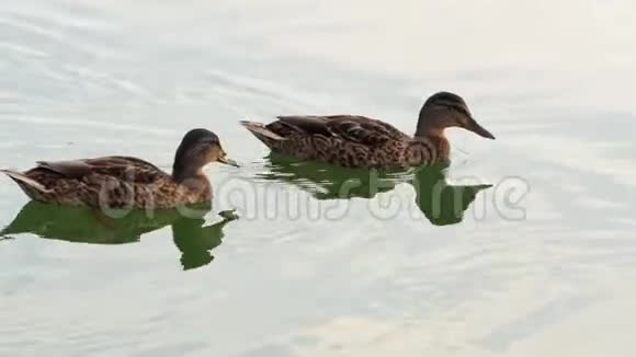 阳光明媚的一天几只棕色的鸭子在湖里游泳视频的预览图
