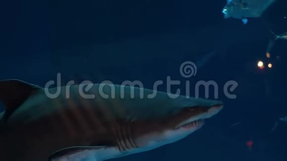 鲨鱼在一个大型水族馆里游泳食肉动物和小鱼视频的预览图