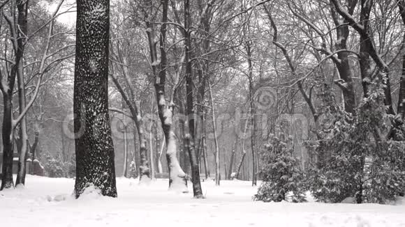 冬天公园里降雪的慢动作视频的预览图