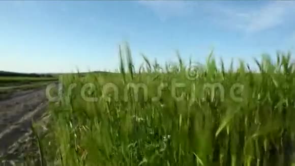 种植小麦视频的预览图
