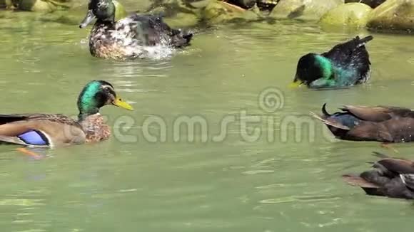 夏天一群五颜六色的鸭子在斯洛文尼亚的湖里游泳视频的预览图