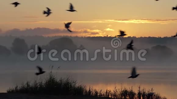 夕阳西下一群鸽子飞过美丽的湖面视频的预览图