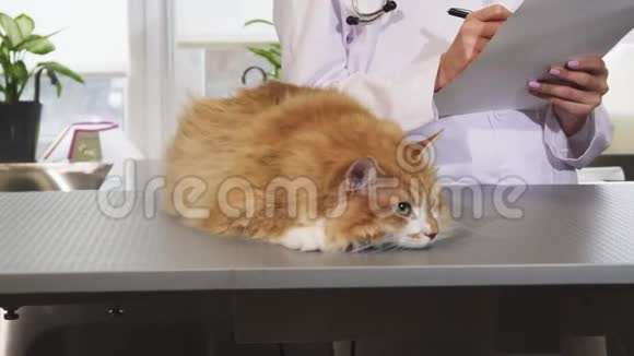 体检后在兽医办公室关起一只漂亮的猫视频的预览图