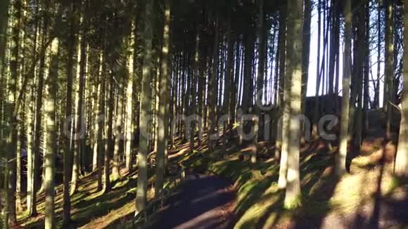 无人机在森林小径上缓缓飞过基尔德森林斑驳的阳光透过树木照亮了森林的地面视频的预览图