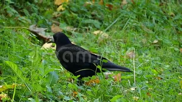 阳光明媚的一天一只大黑乌鸦在绿色的草坪上漫步视频的预览图