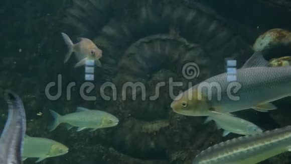 不同的鱼在巨大的水族馆里游泳视频的预览图