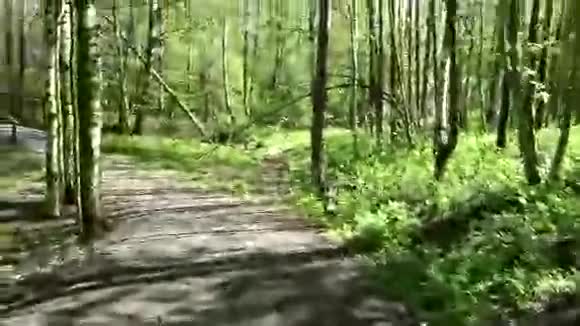 春天骑自行车在树林里视频的预览图