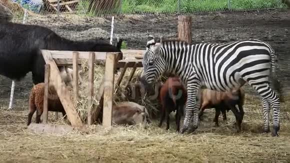 斑马和其他外来动物一起在动物园吃喂食视频的预览图