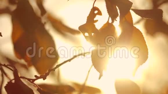 秋天的树枝在阳光下落叶背景模糊秋林夕阳的生活方式视频的预览图