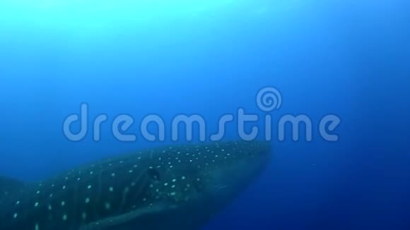戴文岛下的鲸鲨视频的预览图