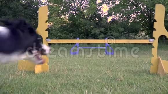 绿色草坪上的一只欢快的狗边部牧羊犬跳过屏障后视动作缓慢视频的预览图