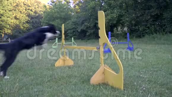 在一个阳光明媚的夏天一只边境牧羊犬追逐着穿过草坪的球跳过五颜六色的屏障视频的预览图