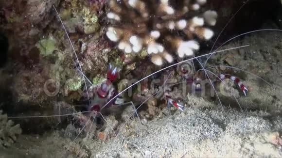珊瑚带虾爪蟾可在夜间潜水时更常见面视频的预览图