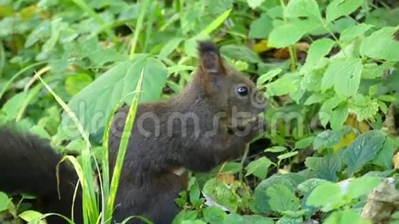 秋天一只漂亮的黑松鼠在草坪上吃坚果视频的预览图