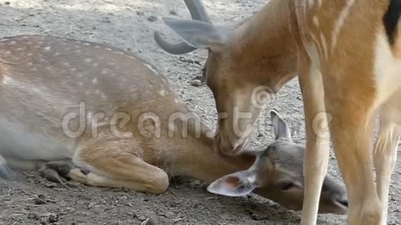 一只雄斑鹿在夏天舔一只雌鹿视频的预览图