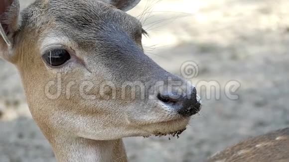 夏天在斯洛文尼亚的乌克兰动物园里一只漂亮的鹿视频的预览图
