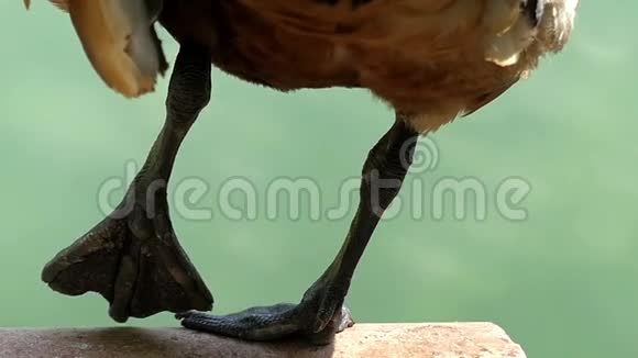 一只浅棕色的鸭子站在一只爪子上在斯洛文尼亚的一个湖里视频的预览图