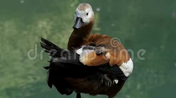 一只浅棕色的鸭子在浅沼的湖上清理它的尾羽视频的预览图