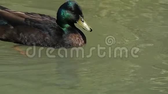 夏天一个五颜六色的德雷克在斯洛文尼亚的湖水中游泳视频的预览图