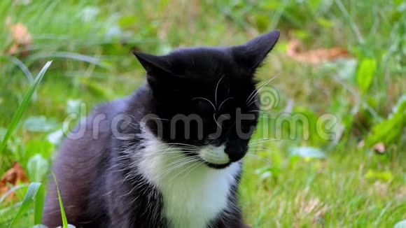 一只黑白猫在夏天的草地上缓慢地放松视频的预览图